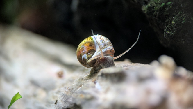 Planorbe L'est-y pas beau ?