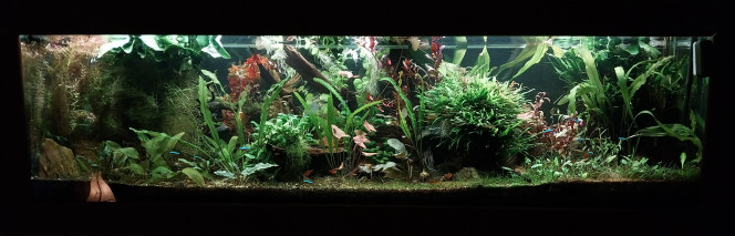 Photographie du post de STK54 