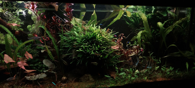 Photographie du post de STK54 