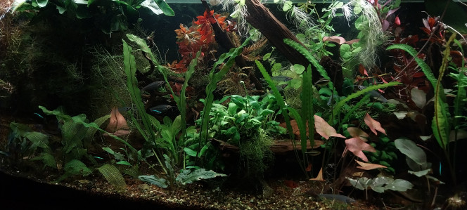 Photographie du post de STK54 