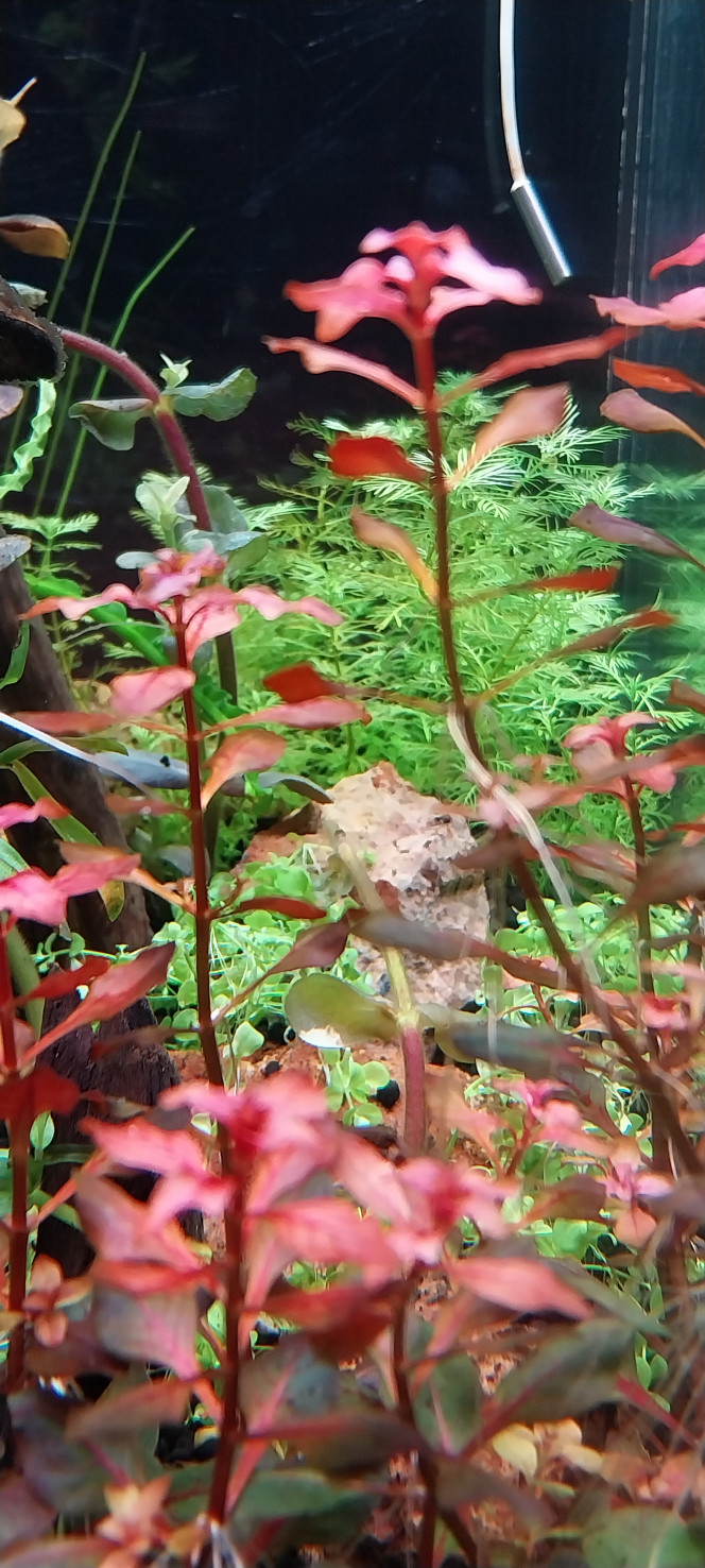 Photographie du post de STK54 