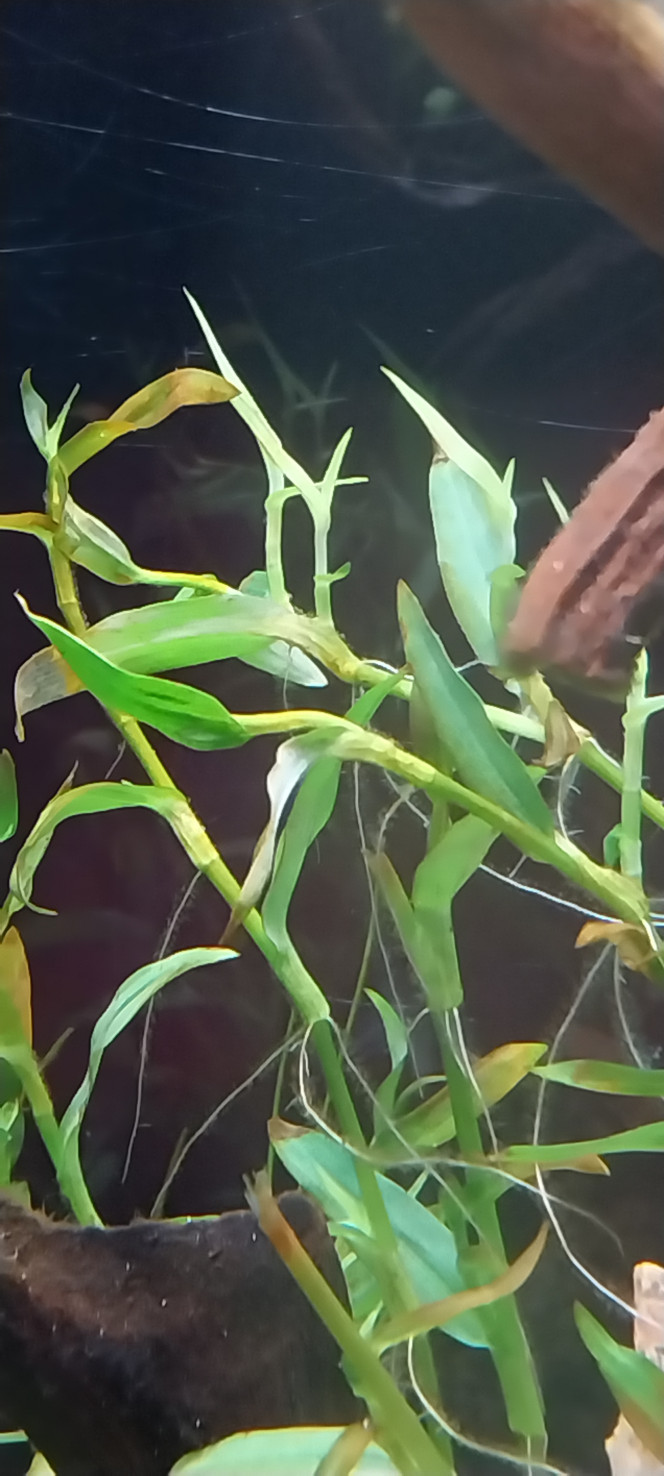 Photographie du post de STK54 