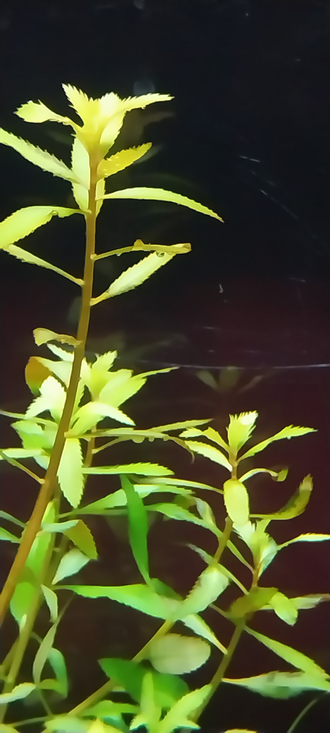 Photographie du post de STK54 