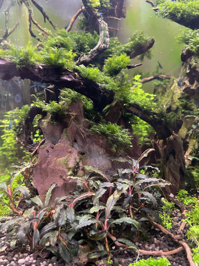 Photographie du post de Edmon 