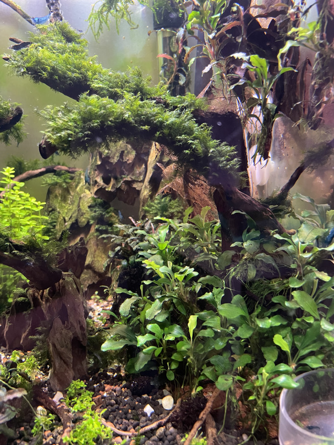 Photographie du post de Edmon 