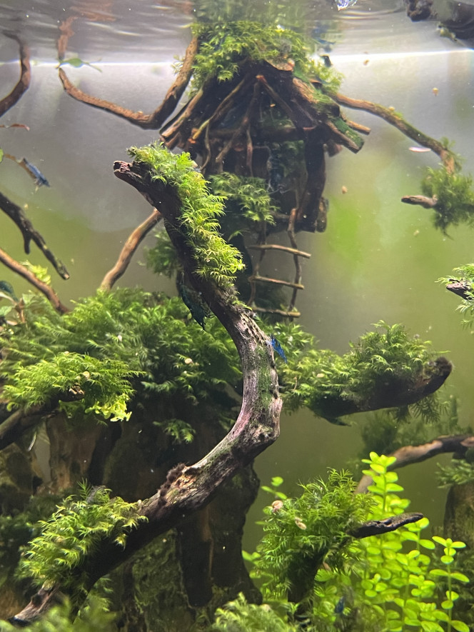 Photographie du post de Edmon 