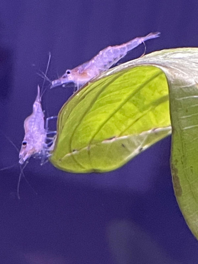 Photographie du post de Fishnships 