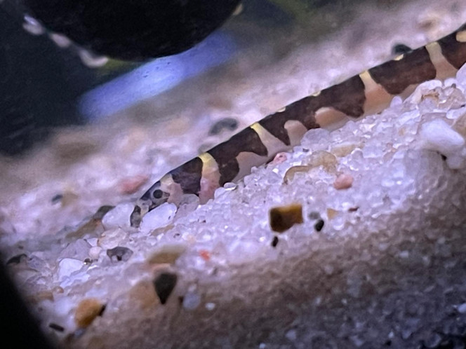 Photographie du post de Fishnships 