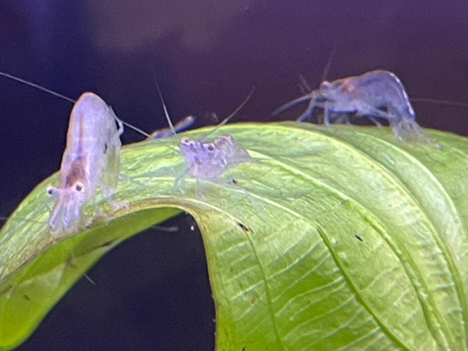 Photographie du post de Fishnships 