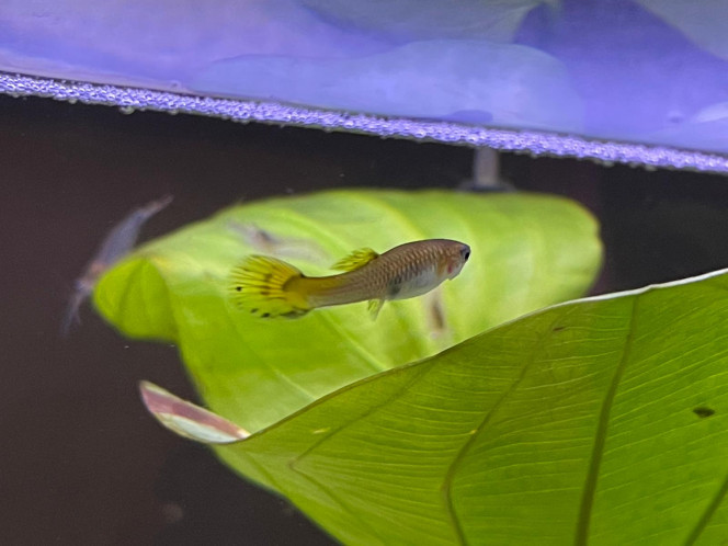 Photographie du post de Fishnships 