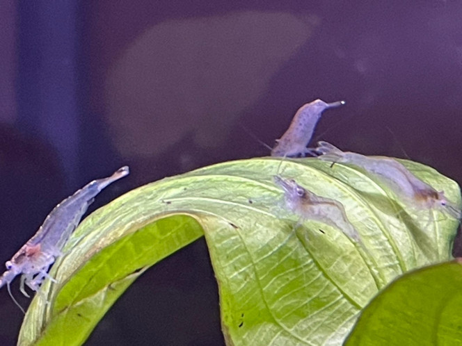 Photographie du post de Fishnships 