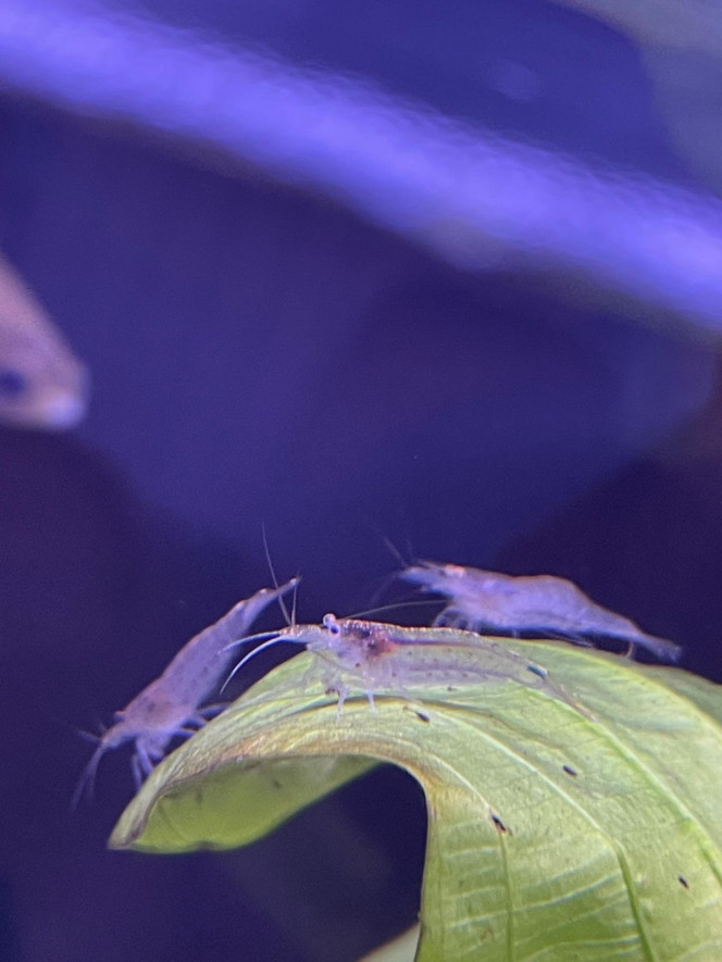 Photographie du post de Fishnships 