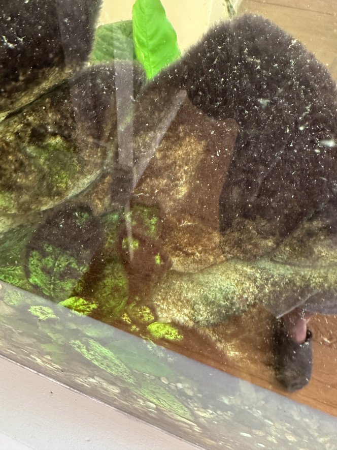 Photographie du post de Laurent66 