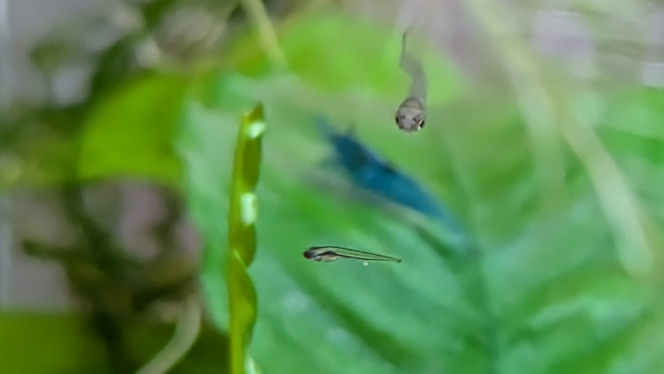 Carnet rose La famille Klegg est heureuse de vous annoncer la naissance d'au moins deux alevins galaxy. Les parents vont bien. 
Sur la photo, l'un des jeunes est leur grand-frère.
