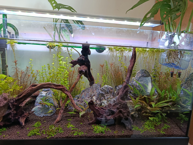  Ajout Monstera Monkey Mask?( début Mars)...