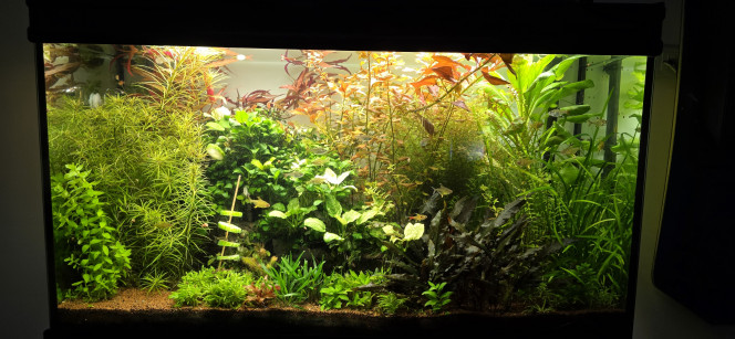 Communautaire 200 L Voilà une petite photo de l’avant / après avoir taillé mon aquarium. Il en avait fortement besoin, je ne l’avais pas fait depuis un petit moment et là c’était vraiment le moment. C’est tout de suite beaucoup plus lumineux ?