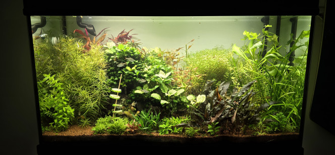 Communautaire 200 L Voilà une petite photo de l’avant / après avoir taillé mon aquarium. Il en avait fortement besoin, je ne l’avais pas fait depuis un petit moment et là c’était vraiment le moment. C’est tout de suite beaucoup plus lumineux ?