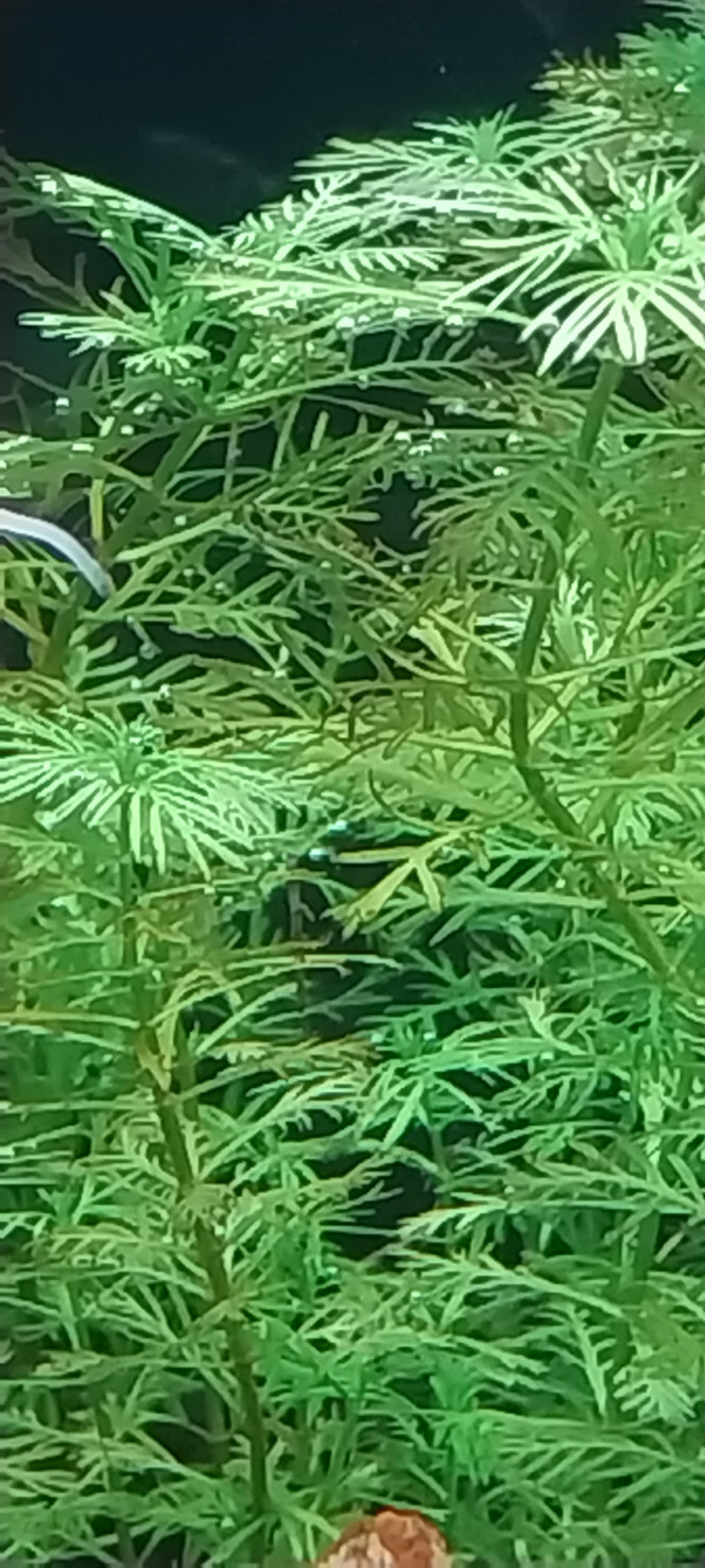  Ça démarre, la photosynthèse est bien partie!