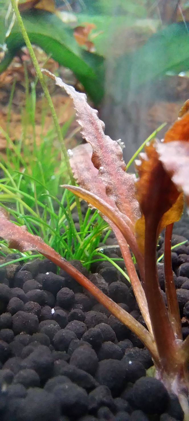  Ça démarre, la photosynthèse est bien partie!