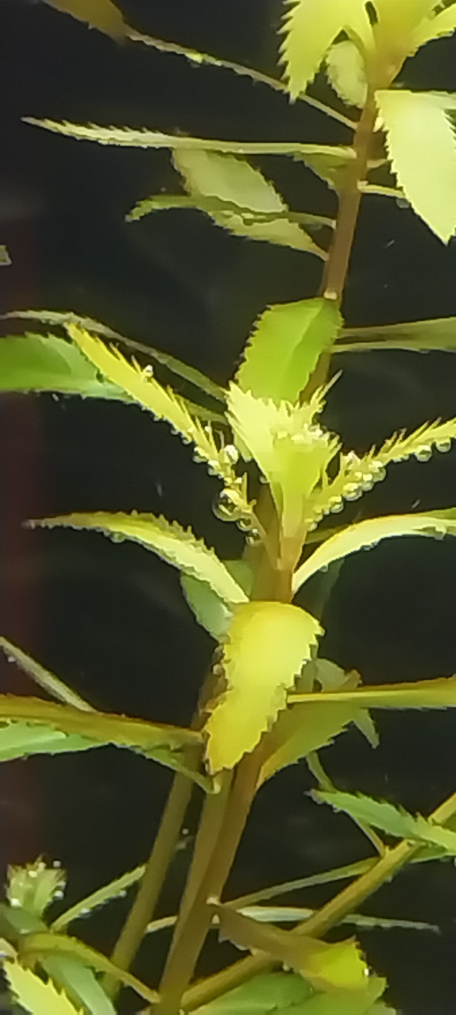  Ça démarre, la photosynthèse est bien partie!