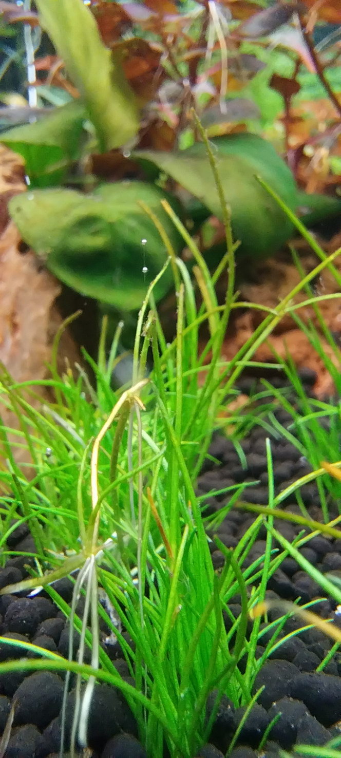  Ça démarre, la photosynthèse est bien partie!