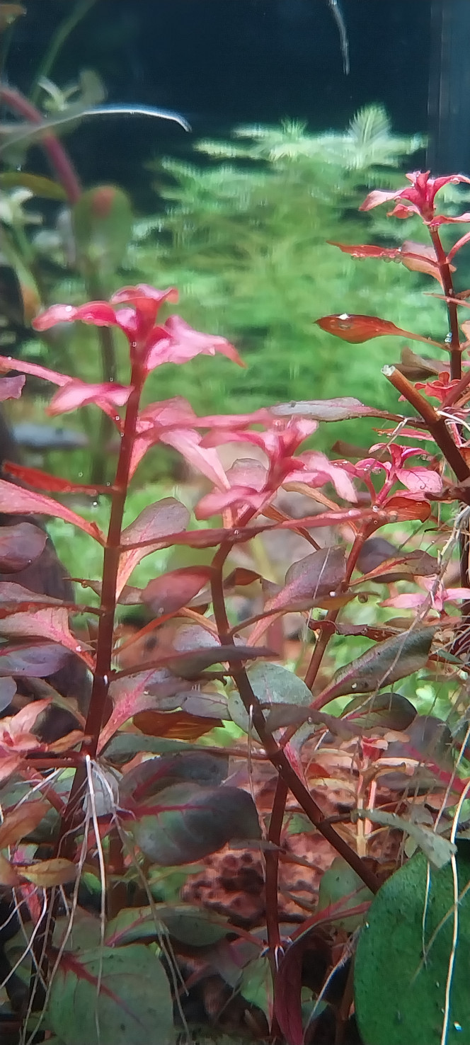  Ça démarre, la photosynthèse est bien partie!