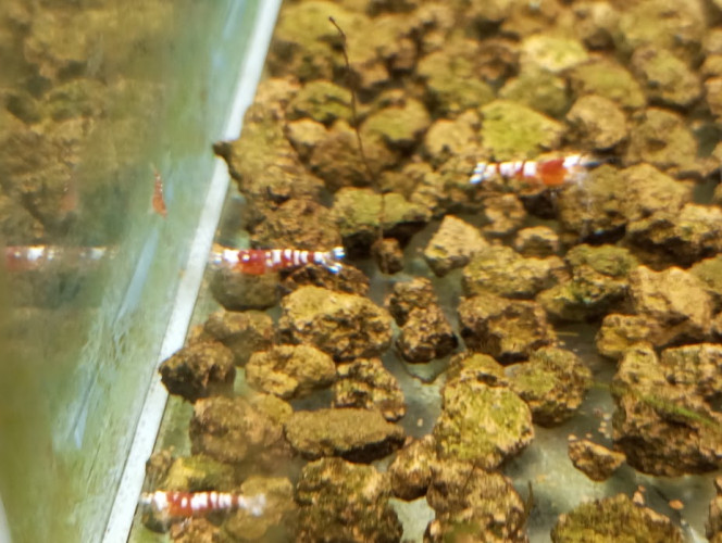 Photographie du post de christophe74 