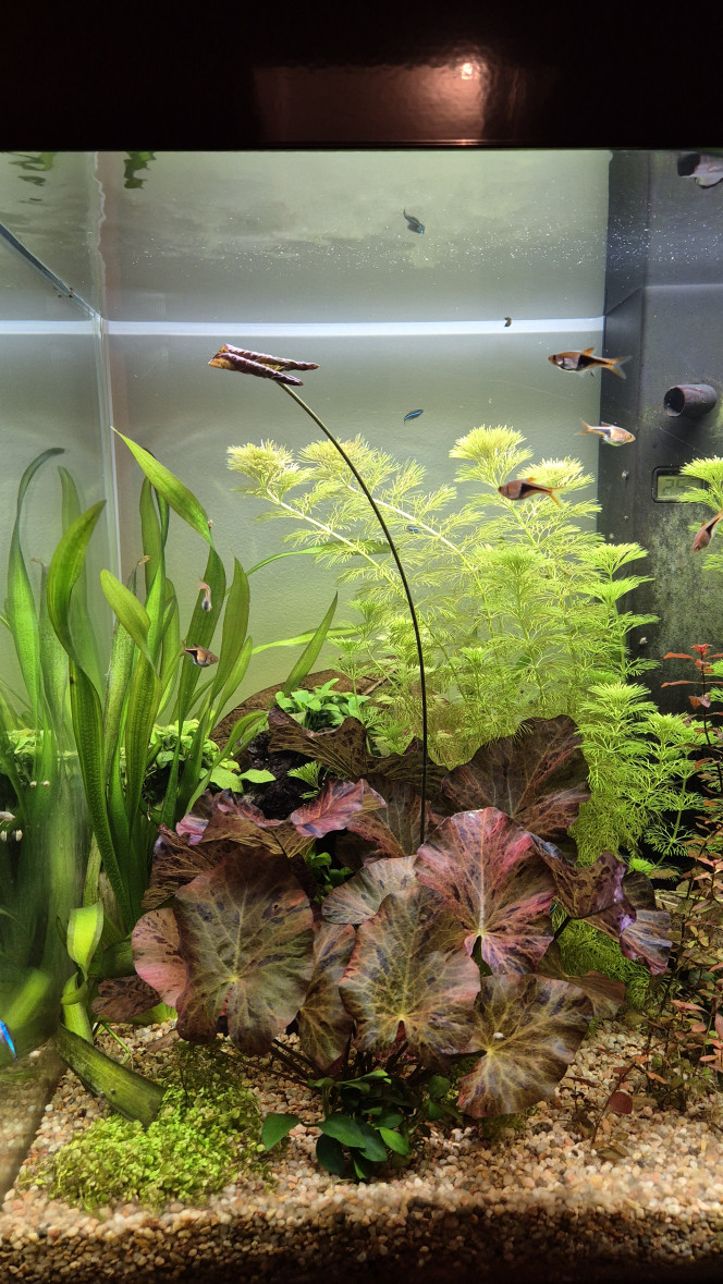 Photographie du post de Alex_Saignor 