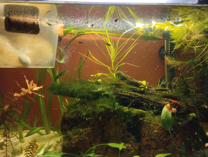 Photographie du post de lolo95 