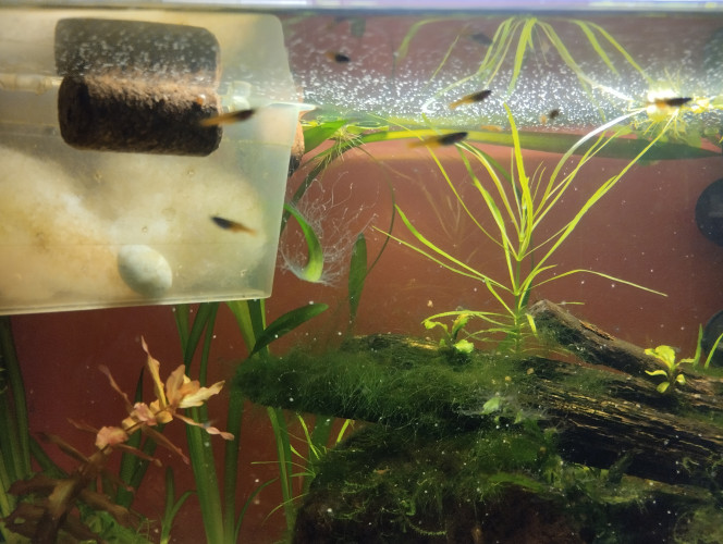 Photographie du post de lolo95 