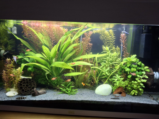  La vie est toujours belle dans ce bac... :-)