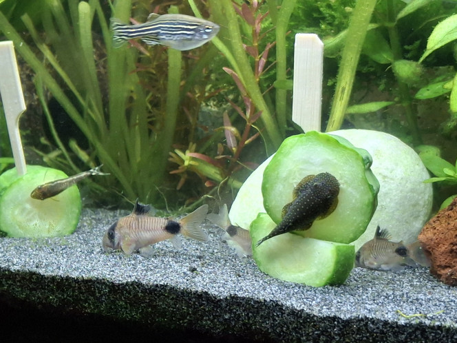  La vie est toujours belle dans ce bac... :-)