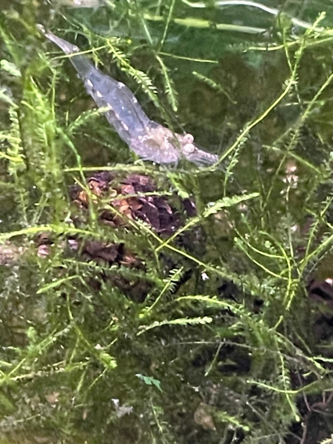 Photographie du post de Fishnships 