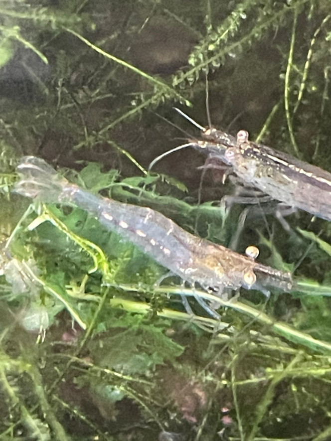 Photographie du post de Fishnships 