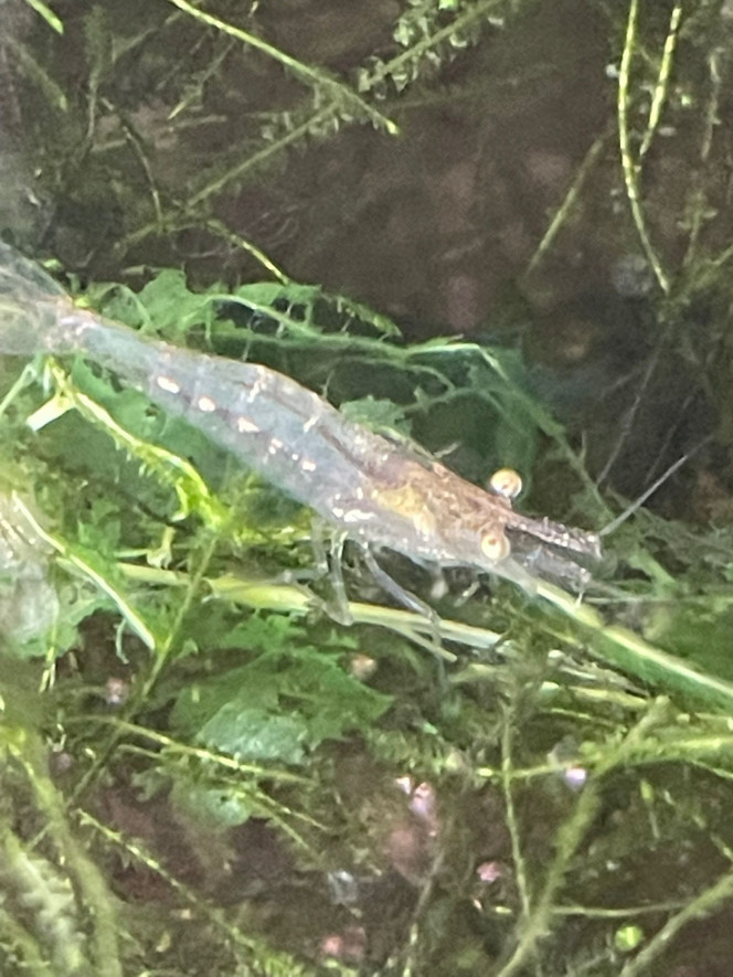 Photographie du post de Fishnships 