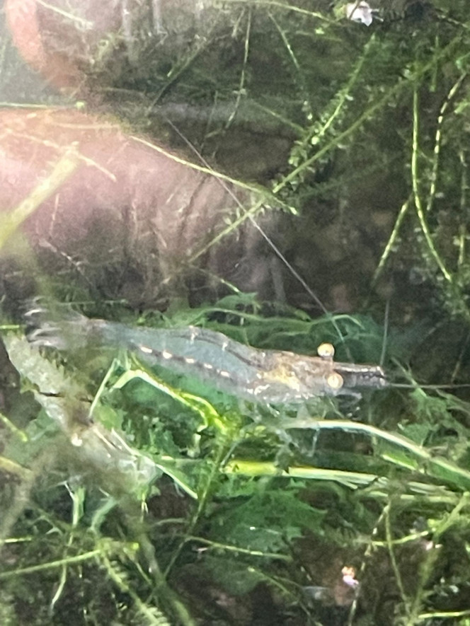 Photographie du post de Fishnships 