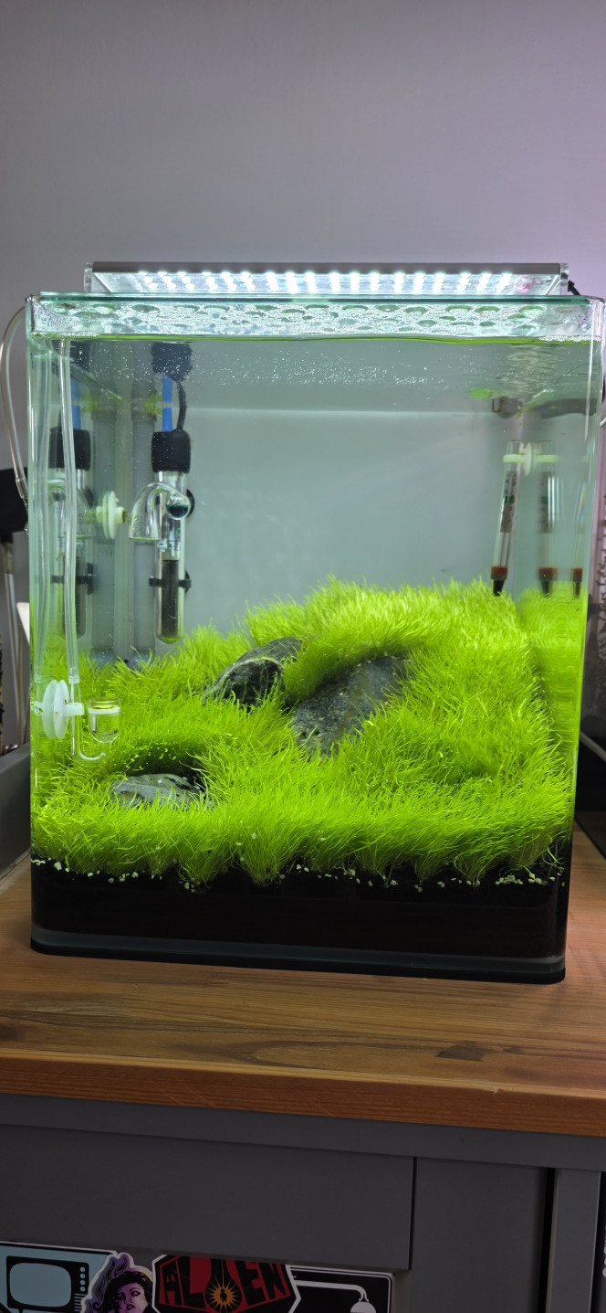 Iwagumi 30 L Première taille dans l’Iwagumi, et ça a été très périlleux. L’utricularia a poussé beaucoup trop vite et ne s’est donc pas correctement ancrée dans le sol, ce qui rend le tapis très instable.
Le pire, c’est que ça m’est déjà arrivé dans le passé, même en prenant toutes les précautions.
Du coup, j’ai deux solutions : soit je n’y touche plus du tout et elle va s’ancrer toute seule au cours du mois à venir, avec le risque qu’elle se décolle complètement ; soit je vide l’aquarium et je la laisse pousser hors de l’eau. La gravité fera qu’elle va se plaquer dans le sol et finira par s’enraciner — en gros, recommencer un dry start le temps que le tapis s’enfonce correctement dans le sol.
Bref, je verrai demain.