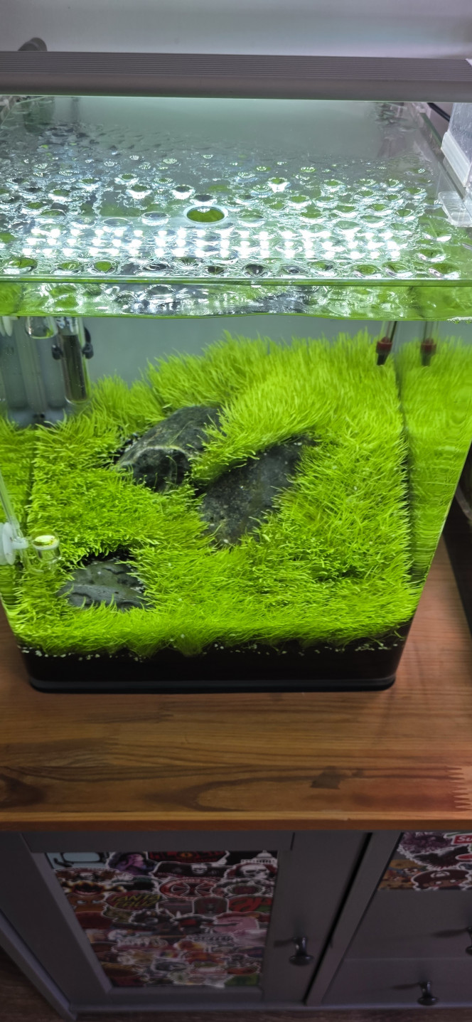 Iwagumi 30 L Première taille dans l’Iwagumi, et ça a été très périlleux. L’utricularia a poussé beaucoup trop vite et ne s’est donc pas correctement ancrée dans le sol, ce qui rend le tapis très instable.
Le pire, c’est que ça m’est déjà arrivé dans le passé, même en prenant toutes les précautions.
Du coup, j’ai deux solutions : soit je n’y touche plus du tout et elle va s’ancrer toute seule au cours du mois à venir, avec le risque qu’elle se décolle complètement ; soit je vide l’aquarium et je la laisse pousser hors de l’eau. La gravité fera qu’elle va se plaquer dans le sol et finira par s’enraciner — en gros, recommencer un dry start le temps que le tapis s’enfonce correctement dans le sol.
Bref, je verrai demain.