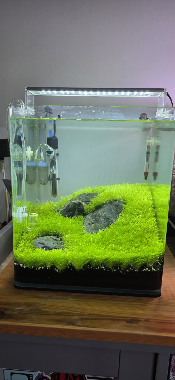 Iwagumi 30 L Première taille dans l’Iwagumi, et ça a été très périlleux. L’utricularia a poussé beaucoup trop vite et ne s’est donc pas correctement ancrée dans le sol, ce qui rend le tapis très instable.
Le pire, c’est que ça m’est déjà arrivé dans le passé, même en prenant toutes les précautions.
Du coup, j’ai deux solutions : soit je n’y touche plus du tout et elle va s’ancrer toute seule au cours du mois à venir, avec le risque qu’elle se décolle complètement ; soit je vide l’aquarium et je la laisse pousser hors de l’eau. La gravité fera qu’elle va se plaquer dans le sol et finira par s’enraciner — en gros, recommencer un dry start le temps que le tapis s’enfonce correctement dans le sol.
Bref, je verrai demain.