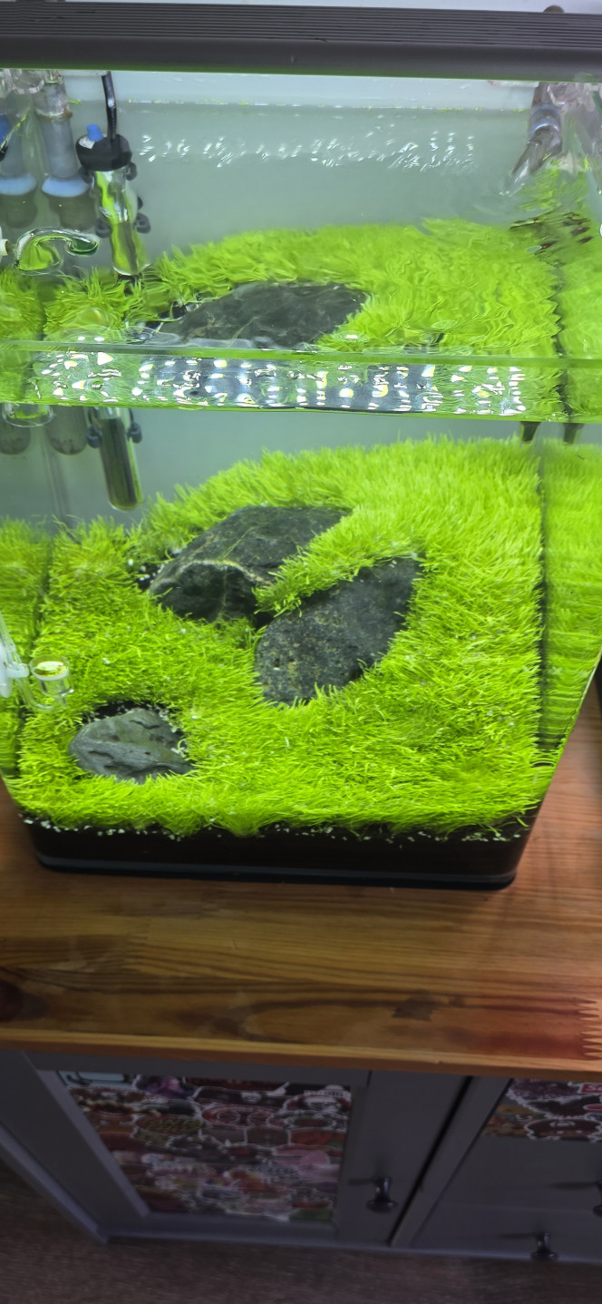 Iwagumi 30 L Première taille dans l’Iwagumi, et ça a été très périlleux. L’utricularia a poussé beaucoup trop vite et ne s’est donc pas correctement ancrée dans le sol, ce qui rend le tapis très instable.
Le pire, c’est que ça m’est déjà arrivé dans le passé, même en prenant toutes les précautions.
Du coup, j’ai deux solutions : soit je n’y touche plus du tout et elle va s’ancrer toute seule au cours du mois à venir, avec le risque qu’elle se décolle complètement ; soit je vide l’aquarium et je la laisse pousser hors de l’eau. La gravité fera qu’elle va se plaquer dans le sol et finira par s’enraciner — en gros, recommencer un dry start le temps que le tapis s’enfonce correctement dans le sol.
Bref, je verrai demain.