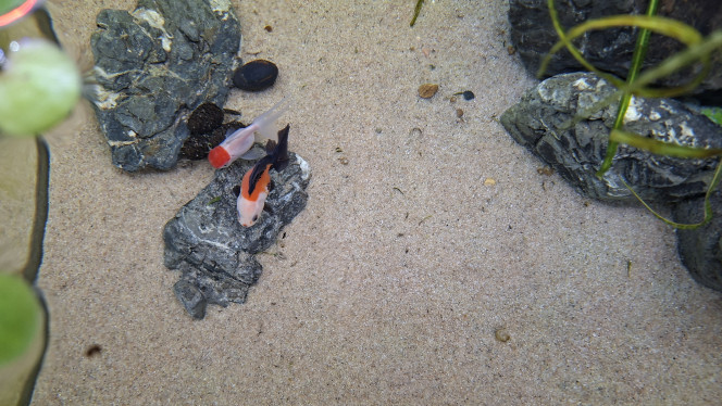 Photographie du post de fuzzytooth 