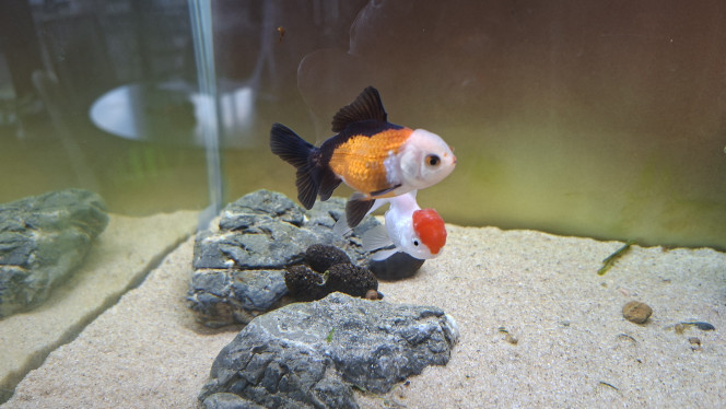 Photographie du post de fuzzytooth 