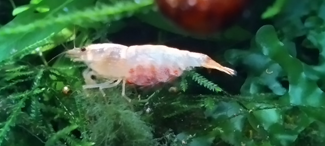 Photographie du post de AquaShrimp95 