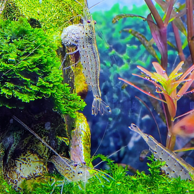 Photographie du post de Yannick66 