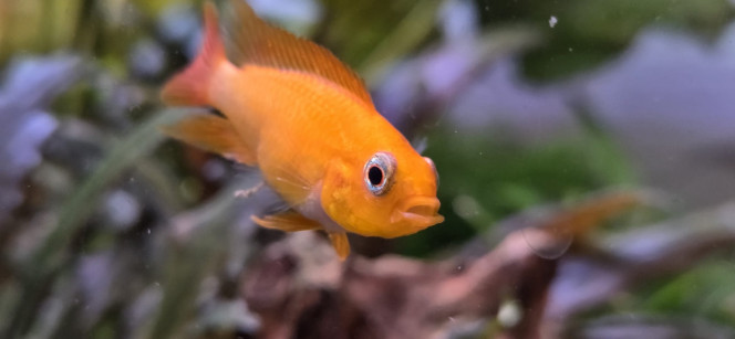 Photographie du post de Stephane06580 