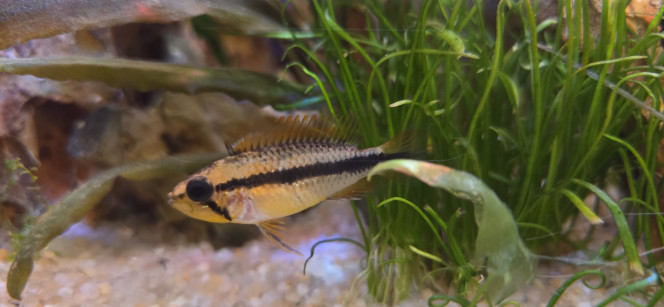 Photographie du post de Stephane06580 