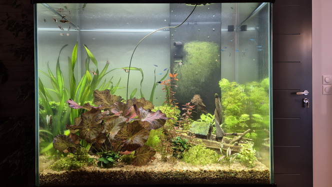 Jardinage Une bonne coupe dans la sessiflora pour ajouter 3 nouvelles plantes et ramener un peu de lumière en bas ! 

Ajout de limnophila hippuroides, lobelias cardinalis mini, hygrophila polysperma sunset