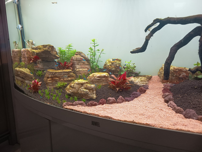 Kurenai no sosei Petite nouvelle de mon 260l. Thomla va être content le jardinier est passé.