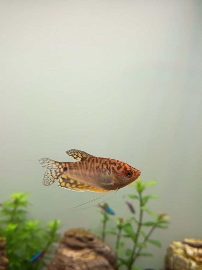 Photographie du post de Barbu62 