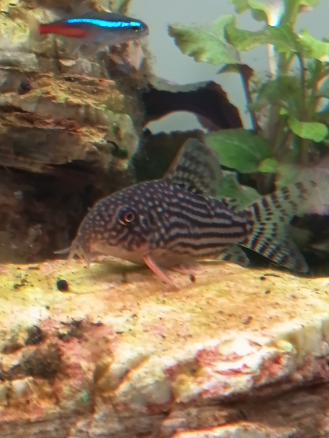 Photographie du post de Barbu62 